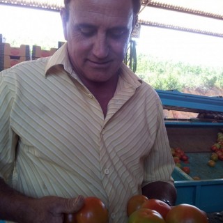 Produtores jogam tomate no lixo após queda no preço da fruta