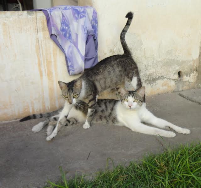 Gatos disponíveis para adoção em Vila Velha | A Gazeta