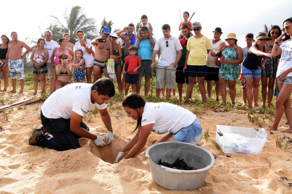 Soltura de tartarugas em praia de Anchieta encanta moradores e turistas | A  Gazeta