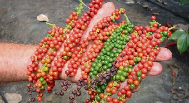 Família é rendida e bandidos roubam 100 quilos de pimenta-do-reino 2 Pimenta-do-reino, imagem ilustrativa