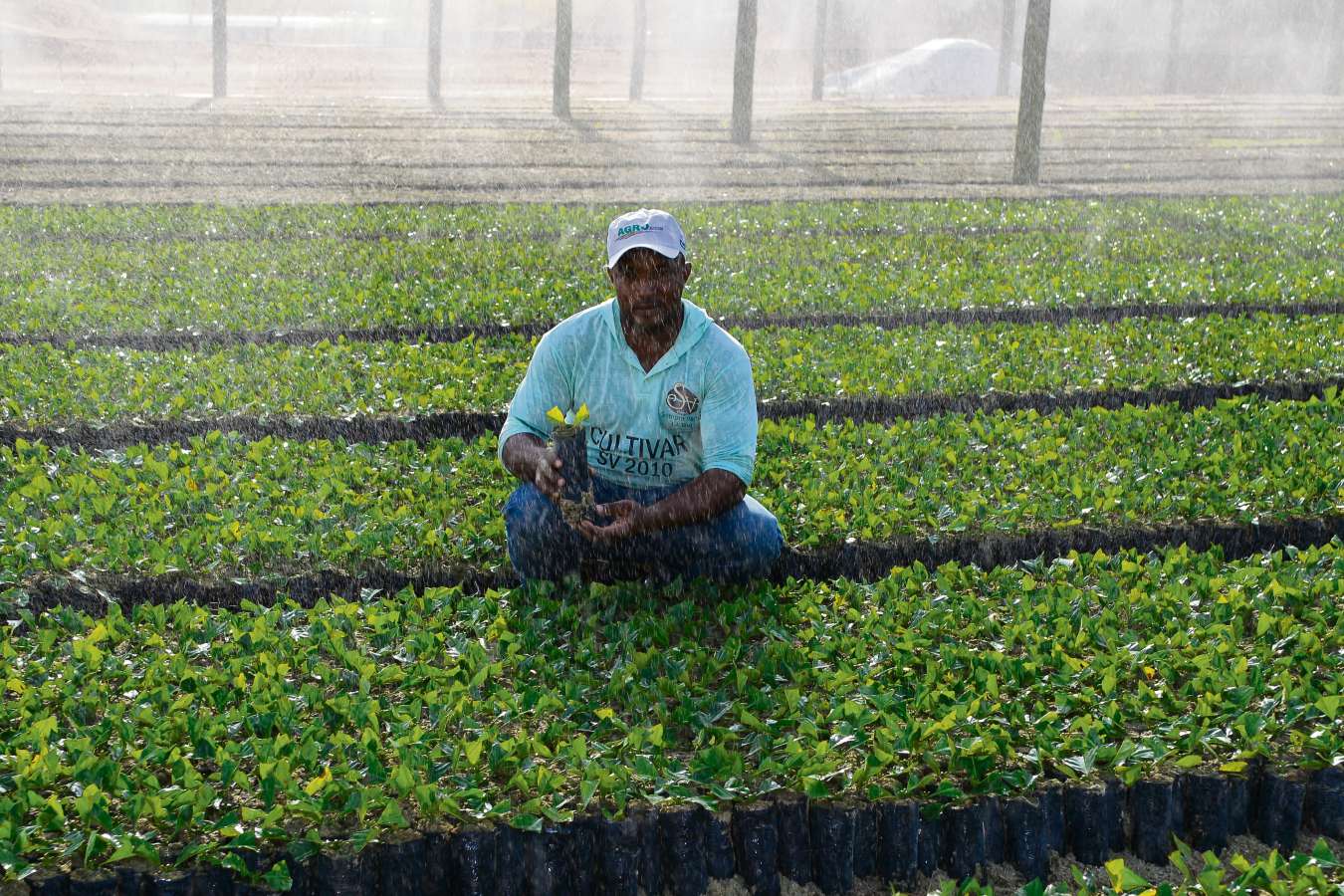 Secretaria de Agricultura realiza entrega de mudas clonais de café conillon  da para implantação de