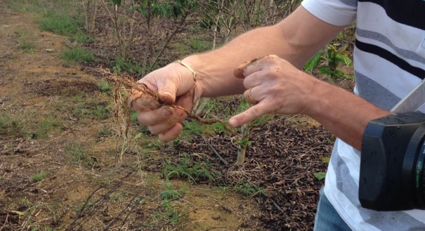 Engenheiro agrônomo do Instituto Capixaba de Pesquisa, Assistência Técnica e Extensão Rural (Incaper), Bruno Pella, mostra raiz com nematoides