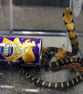 Cobra escondida em lata de batata A� encontrada em Los Angeles