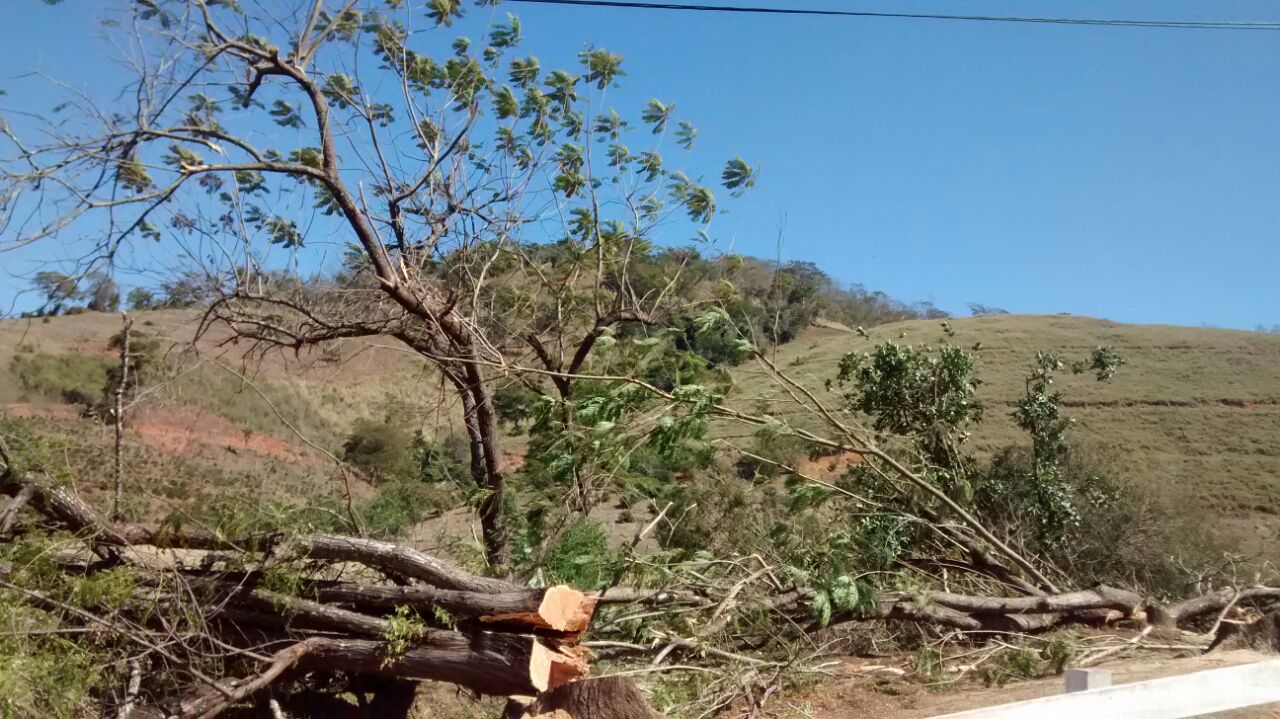 Corte De Arvores Dentro De Campus Da Ufes Gera Revolta Em Alegre A Gazeta