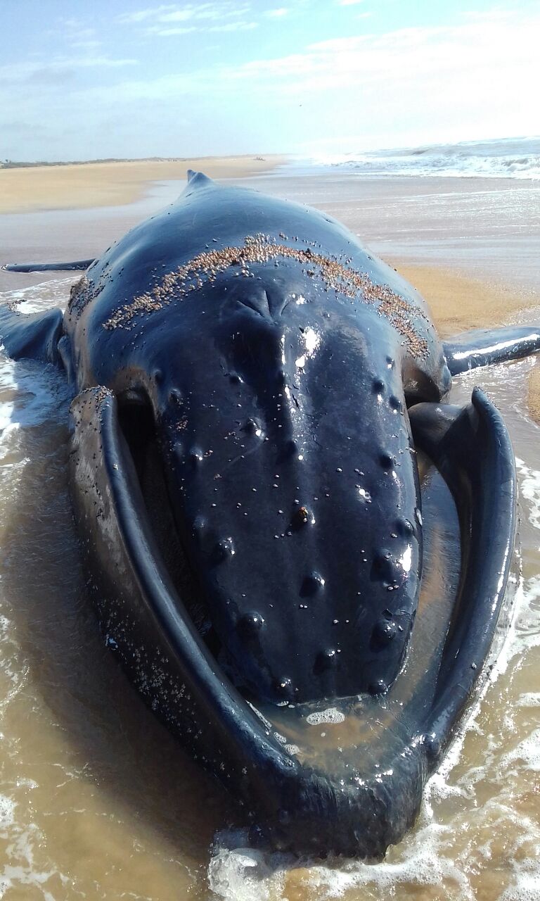Baleia Jubarte encalhou na praia de Urussuquara, em São Mateus