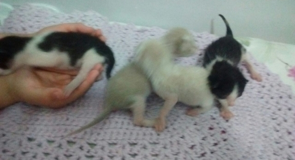Filhotes de gatos abandonados em sacola plástica em Linhares
