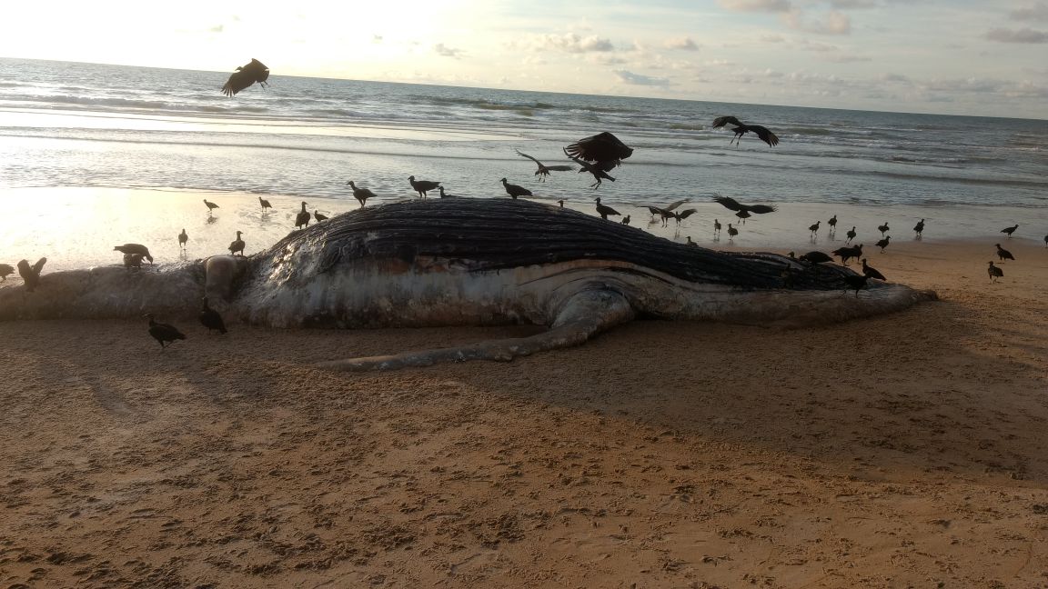 Baleia jubarte aparece morta no litoral Norte