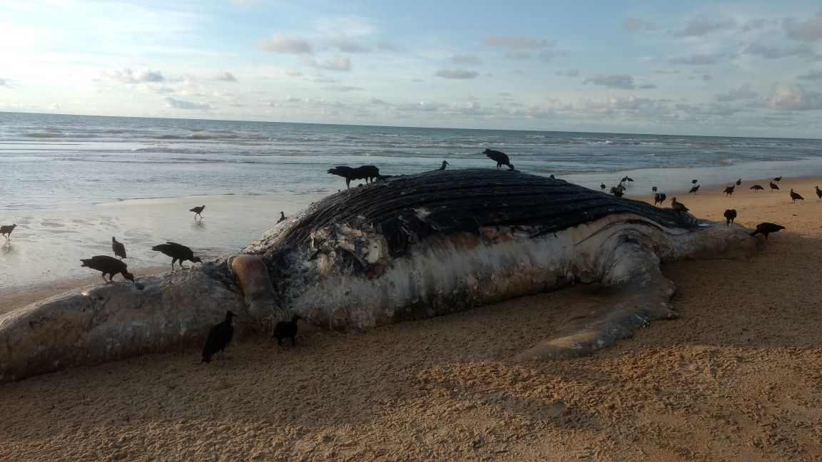 Baleia jubarte aparece morta no litoral Norte