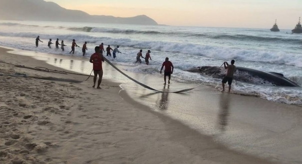 Morre baleia jubarte encalhada desde sábado (26) na Ilha Grande