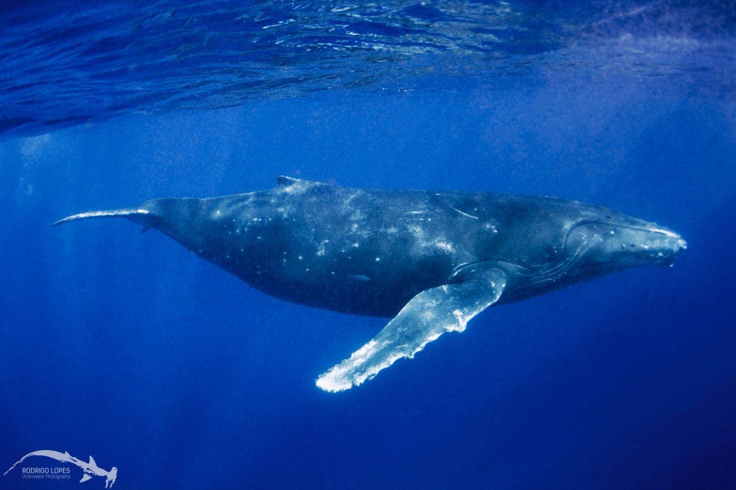 Resultado de imagem para baleia jubarte