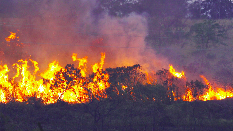 Incêndios atingem matas no Brasil. Crédito: Corpo de Bombeiros/SC