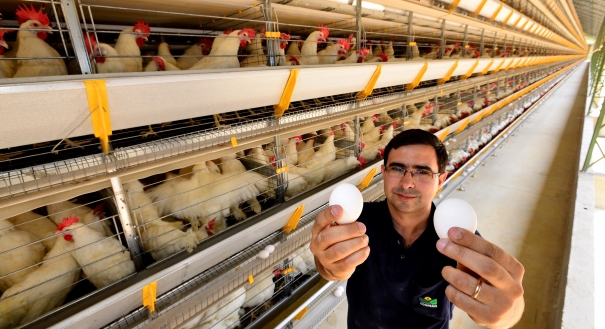 Tarcísio Simões, médico veterinário, analisa a qualidade dos ovos produzidos pela cooperativa