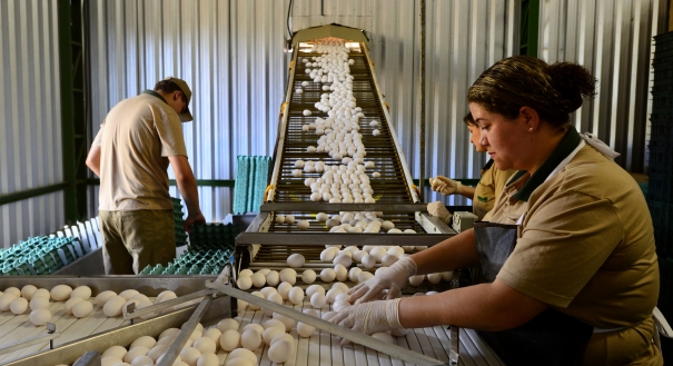 Funcionários da cooperativa selecionam os ovos produzidos no condomínio