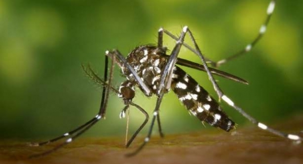 Mosquito Aedes aegypti: levantamento mostrou a infestação nos imóveis
