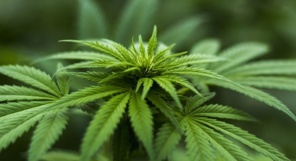 O documento apoia dois projetos de lei que pedem liberação do uso da cannabis com finalidade medicinal