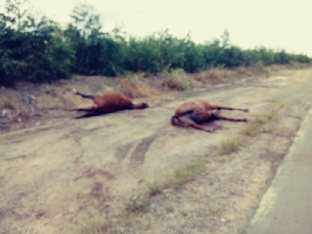 Os animais atropelados morreram no local. Crédito: Internauta