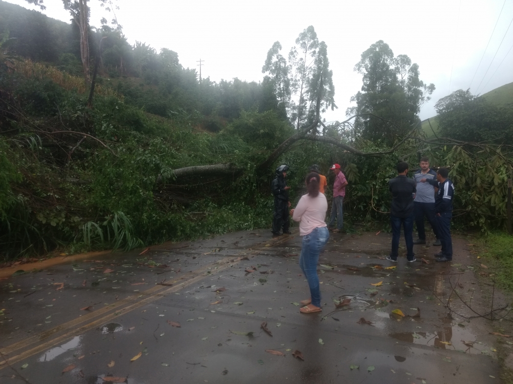 Queda de árvore deixou rodovia interditada em Muniz Freire. Crédito: Jean Max