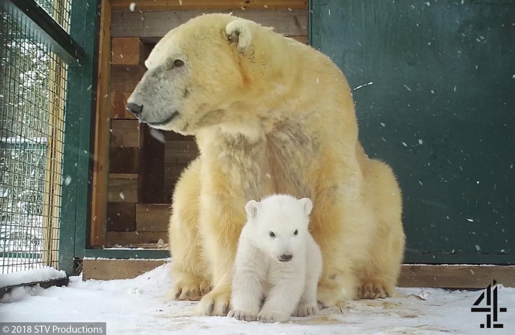 1º filhote de urso polar nascido após 25 anos tem imagem divulgada