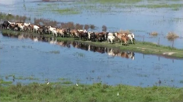 A água invadiu fazendas do município e o gado precisou ser retirado. Crédito: Reprodução | TV Gazeta Norte