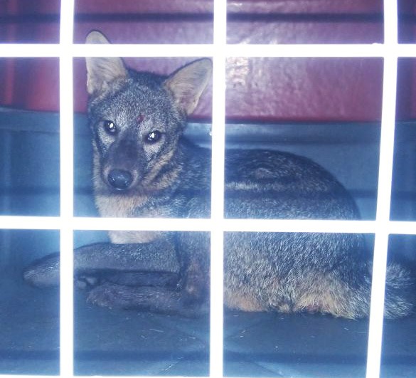 A raposa, que já estava com dificuldade de locomoção, foi levada para o hospital veterinário da Ufes em Alegre. Crédito: Secretaria de Meio Ambiente de Itapemirim
