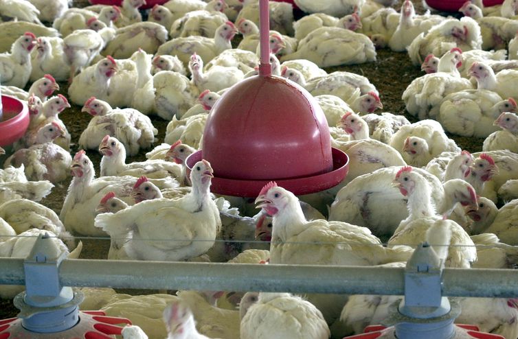 Salmonella foi encontrada em carnes de aves de capoeira . Crédito: Arquivo | Agência Brasil