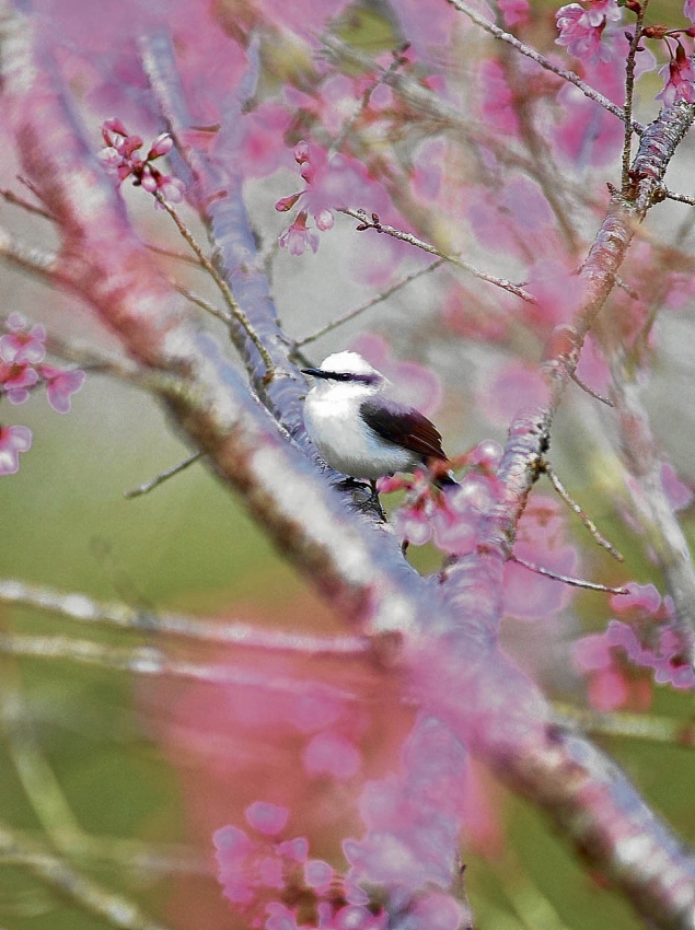 Apesar de Domingos Martins ser uma região de cultura alemã e italiana, um dos cantinhos mais encantadores da Pedra Azul é onde estão as japonesas cerejeiras, refúgio de aves como esta. Crédito: Marcelo Prest
