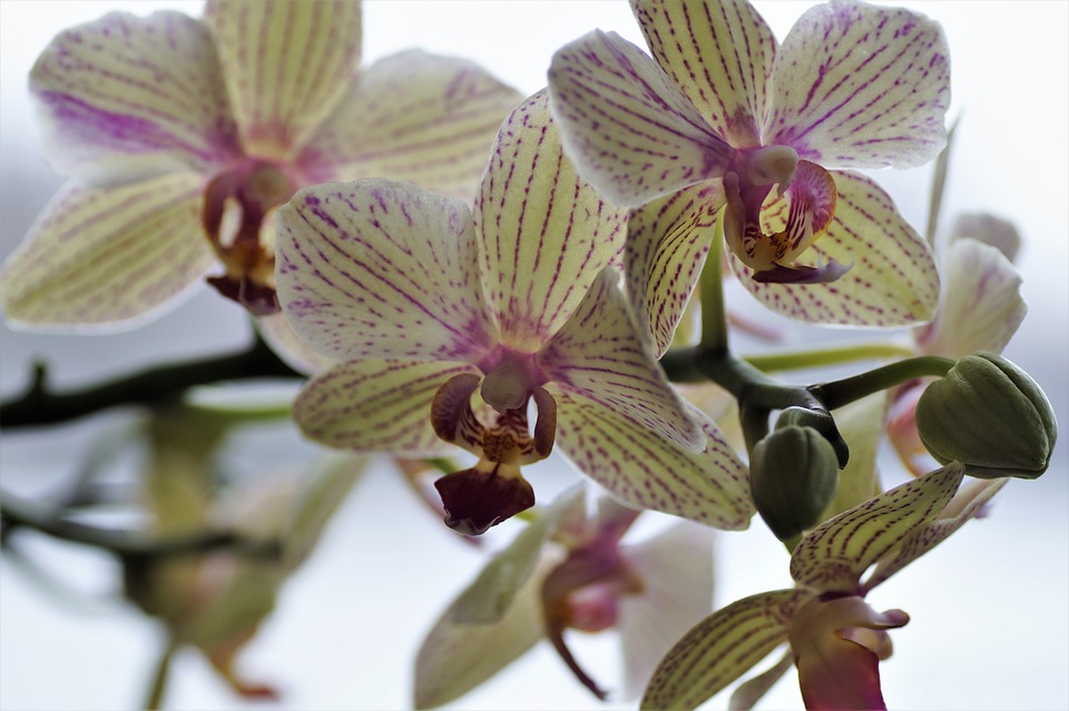 Resultado de imagem para orquídeas pixabay