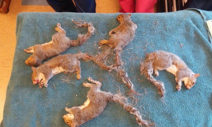 O procedimento durou cerca de 20 minutos e conseguiu libertar os animais. Crédito: Wildlife Rehabilitation Center at Wisconsin Humane Society