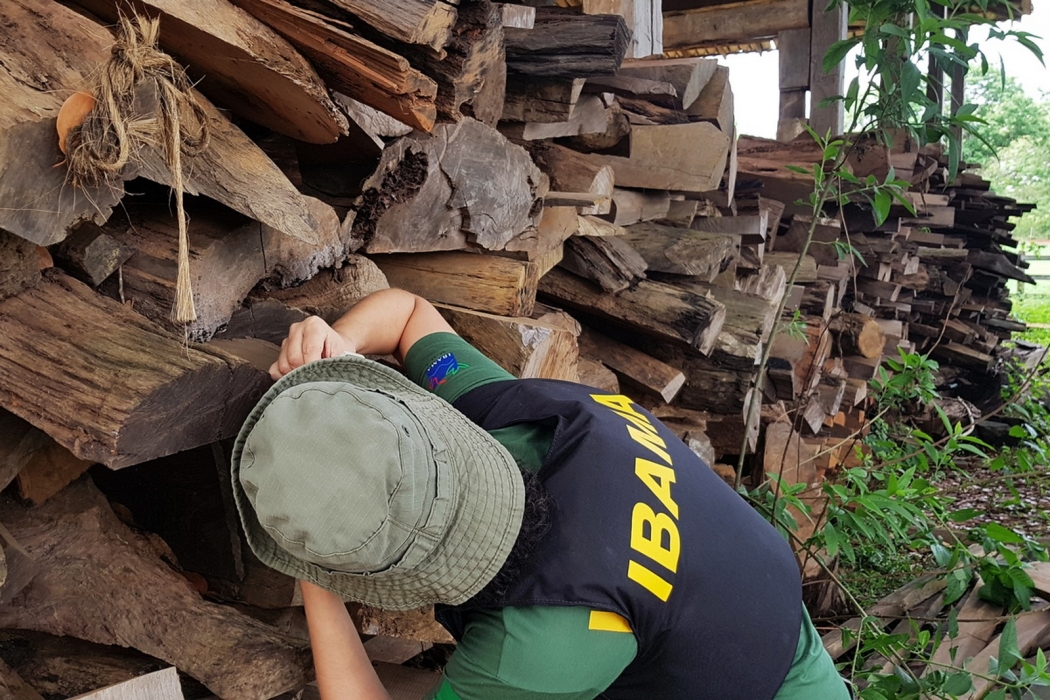 Operação do Ibama apreende arcos de violino no ES, MG e SP. Crédito: Divulgação/ Ibama