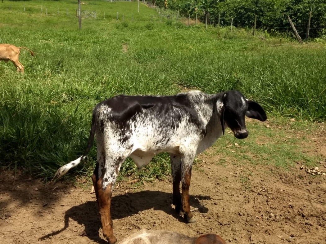 Hoje tem sorteio de galo, bezerro e carneiro na Assembleia ...