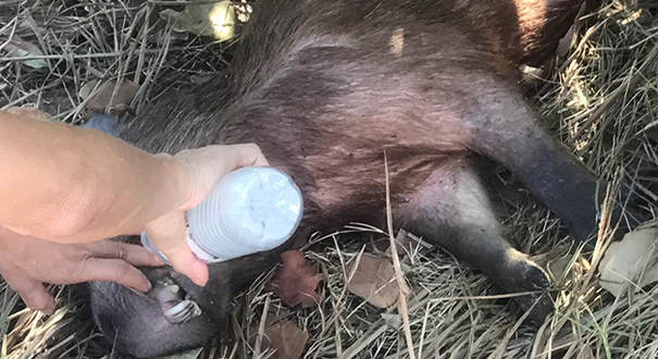 Moradores de Itaparica encontram capivara e ajudam no resgate. Crédito: Foto Internauta / Via WhatsApp